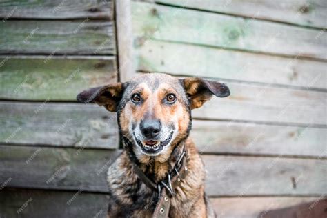 Śliczny Uśmiechnięty Pies Pojedynczo Na Drewnianym Tle śliczny Pies Pokazuje Swoje Białe Zęby I