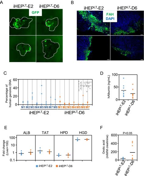 Engraftment Of Iheplt E2 And Iheplt D6 And Mutant Phenotype Download Scientific Diagram