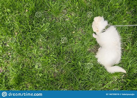 Dog Lying On The Grass With Copy Space Stock Photo Image Of Copy
