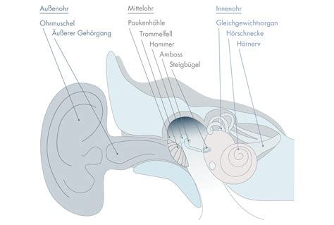 Das Ohr Anatomie Und Funktionsweise