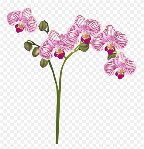 Gousicteco Orchid Clip Art Black And White Images Orchid Clipart