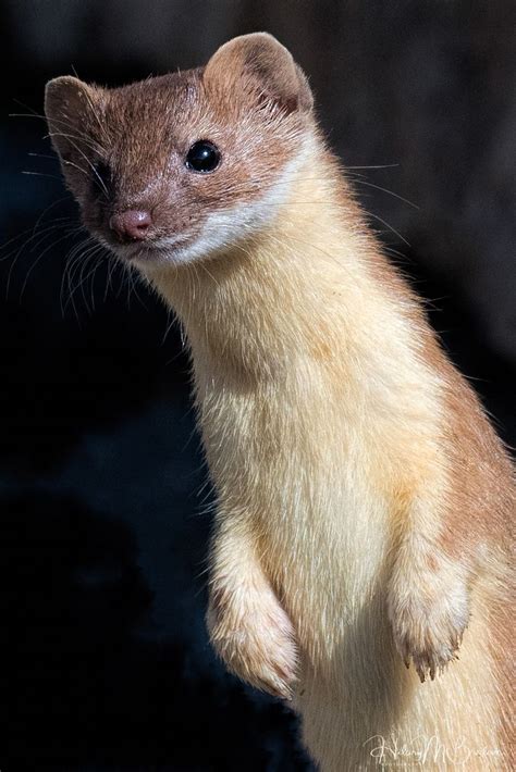 Long Tailed Weasel Portrait