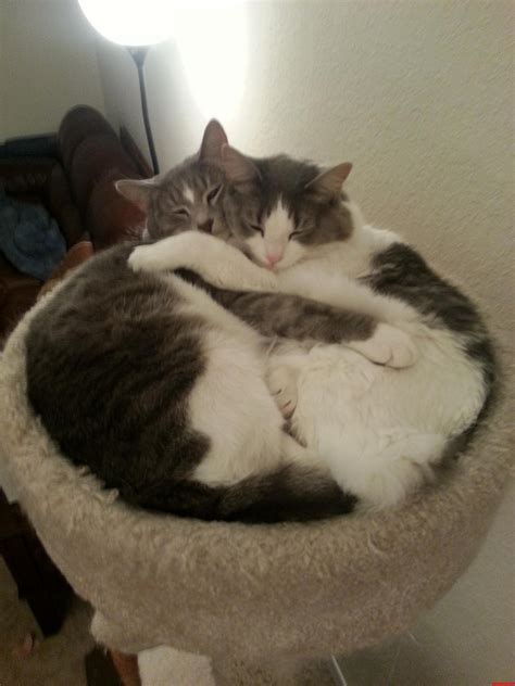 My Two Kitties Cuddling In Their Cat Tower. | Cute cats HQ ...