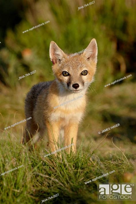 Swift Fox Vulpes Velox Kit Pawnee National Grassland Colorado United