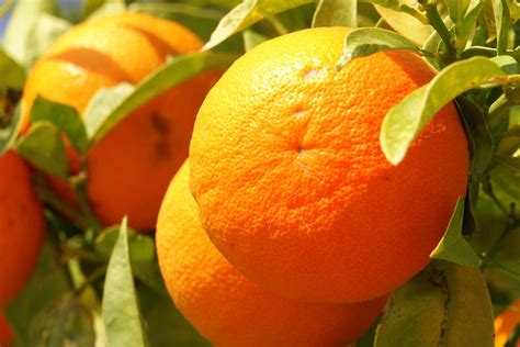File„orange Frucht Fruit Cyprus Pict8063 Wikipedia The Free
