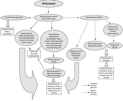 Overview Of The Mechanism Of Orthostasis Figure Summarizes 2 4 12