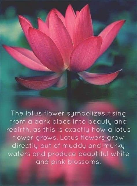 Maybe you would like to learn more about one of these? Pin by Jessa Kinnick on Yoga Images, Art and Words | Lotus flower quote, Lotus flower meaning ...