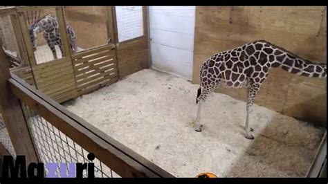 Watch Animal Adventure Parks Live ‘giraffe Cam Restored By Youtube