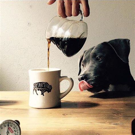 Coffee Dog P Via Tumblr Coffee Love Coffee Cafe Stumptown Coffee