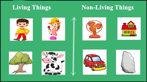 What Is The Difference Between Living And Non Living Things By