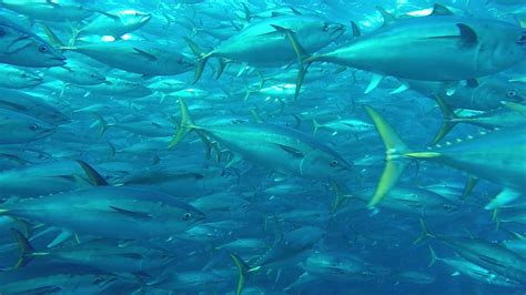 Awesome Southern Bluefin Tuna Smartaqua