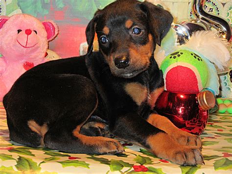 However, free doberman dogs and puppies are a rarity as rescues usually charge a small adoption fee to cover their expenses. Doberman Pinscher Breeder & Puppies for Sale in Ohio ...