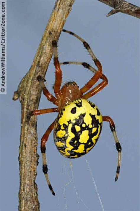Marbled Orb Weaver Spider Female Araneus Marmoreus Works Of