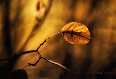 Beautiful Fine Art Nature Photography By Finland Photographer Joni