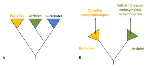 Symbiose et évolution à lorigine de la cellule eucaryote