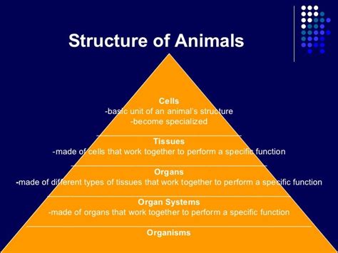 Powerpoint 43 The Organization Of Living Things