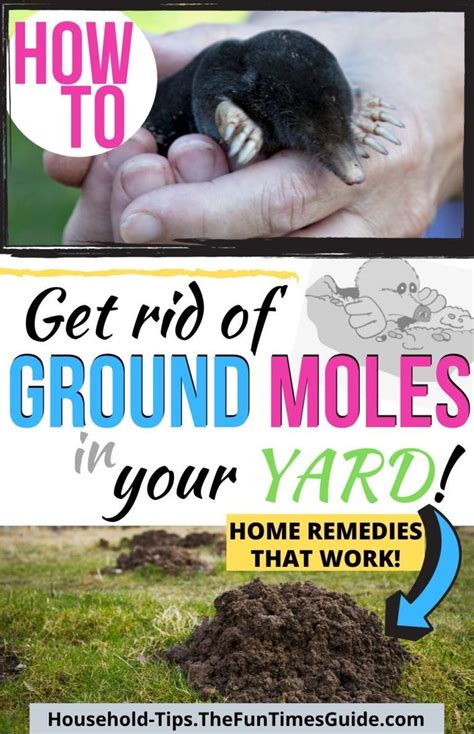 Jul 14, 2021 · treatment methods insecticides. How To Get Rid Of Moles In Your Yard: The Ultimate Guide ...