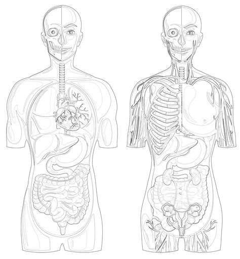 Printable Human Anatomy With Different Systems Coloring Page Mimi Panda