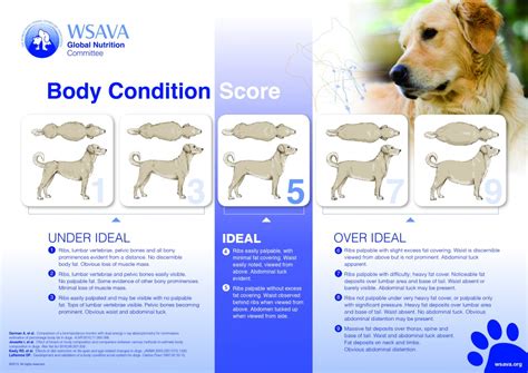 Healthy Dog Weight And Dog Obesity Karingal Vet Hospital