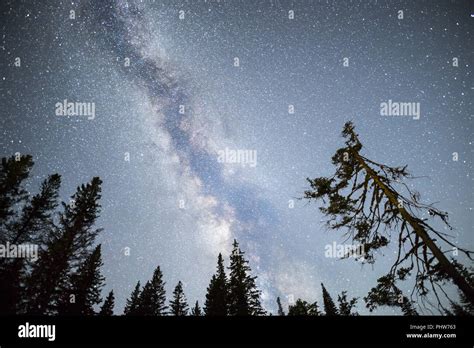 Pine Trees Silhouette Milky Way Night Sky Stock Photo Alamy