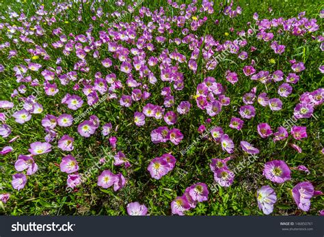 A Meadow Blanketed With Texas Pink Evening Or Showy Evening Primrose