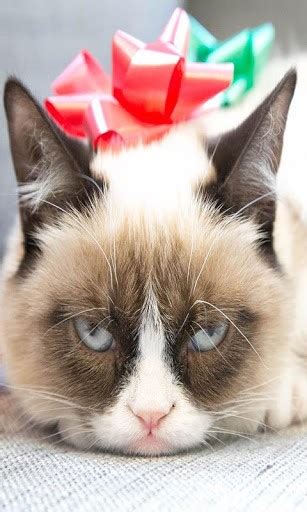 Grumpy Cat Christmas Wallpaper