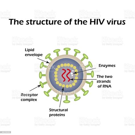 The Structure Of The Aids Virus Hiv Vector Illustration Stock