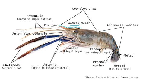 Lobsters Characteristics Habitats Reproduction And More