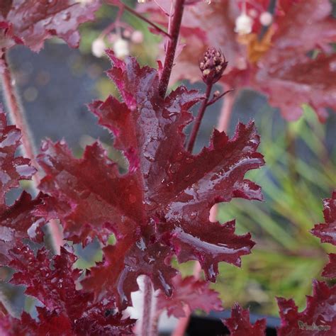 My pleasure dear maryellen, it is not the first flower for you! Heuchera 'Melting Fire' from the Chelsea Gold Medal ...