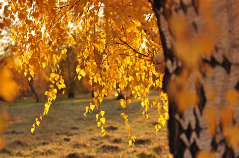 Wallpaper Sunlight Trees Nature Reflection Field Branch Yellow