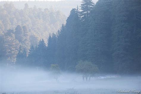Foggy Morning Prairie Creek Redwoods State Park California Richard