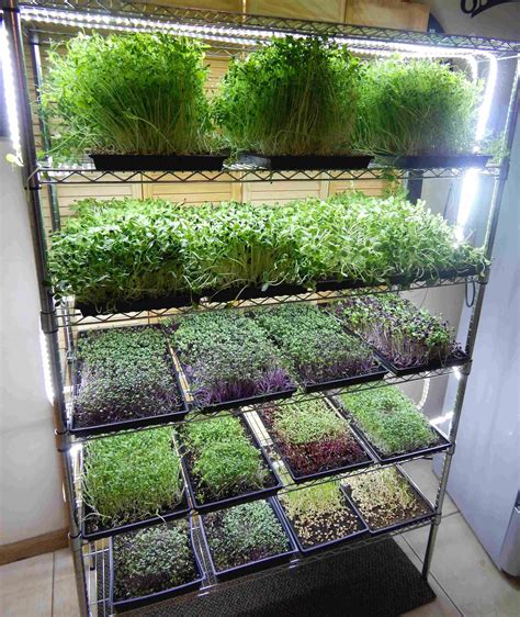 Microgreen Growing System Mg48 Indoor Vegetable Gardening Vertical