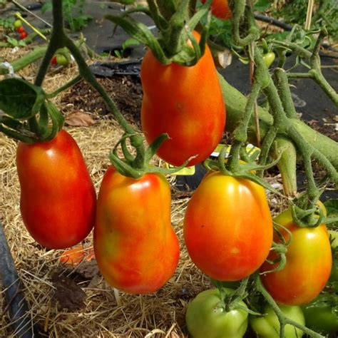 Plants Tomates Roma 100 Bio Plantzone