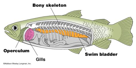 Trends in Chordate Evolution