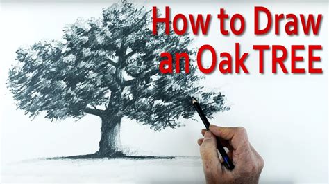 A Simple Method Of How To Draw An Oak Tree Using Pencil Youtube