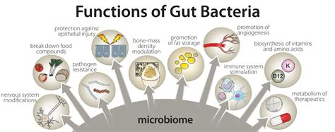 Nitric Oxide The Gut Microbiome And Dysbiosis Dr Kim M Filkins