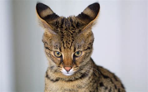 Serval Kucing Eksotis Dari Afrika Info Terkini