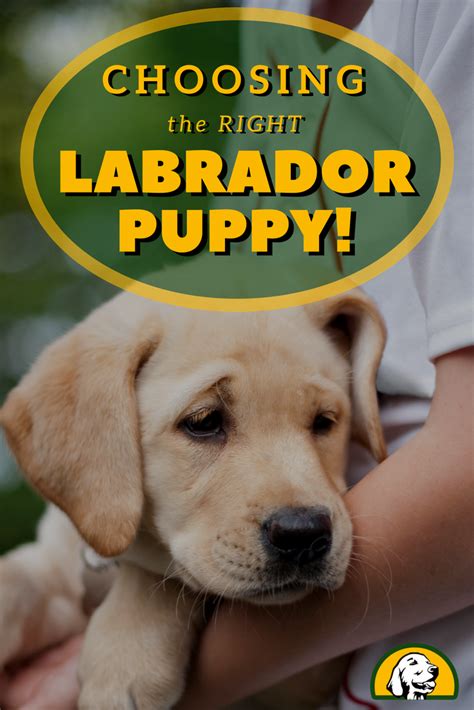 Labrador Puppy Lab Puppies Labrador Retriever Brain Training