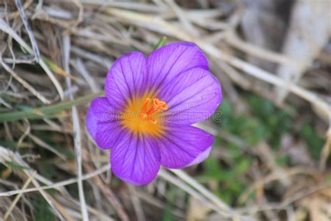 Purple Mountain Flower Stock Photo Image Of Purple 141741550