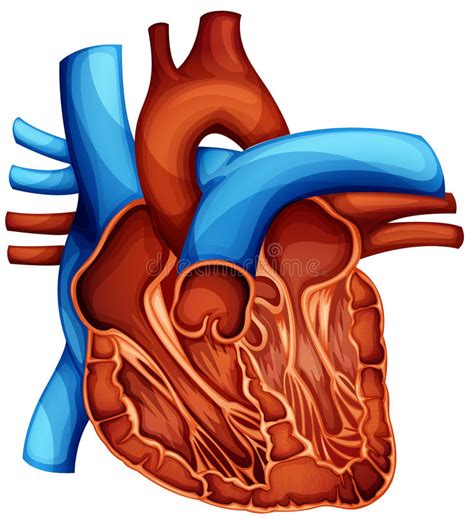 Human Heart Stock Illustration Illustration Of Diagram 33356994