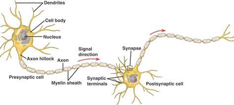 Parts Of A Neuron Synapse