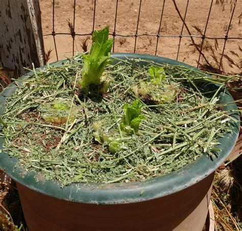 How To Grow Romaine Lettuce From Cuttings Dengarden