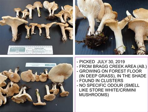 Need Your Help Identifying 4 Types Of Mushrooms Are They