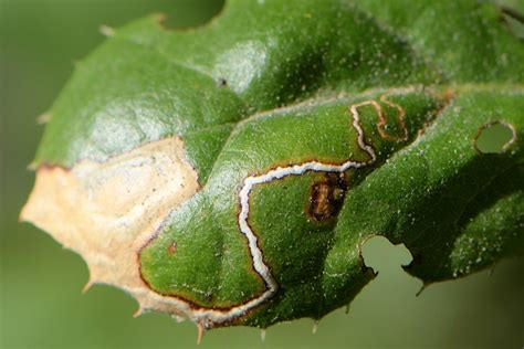 Leaf Miners Flickr