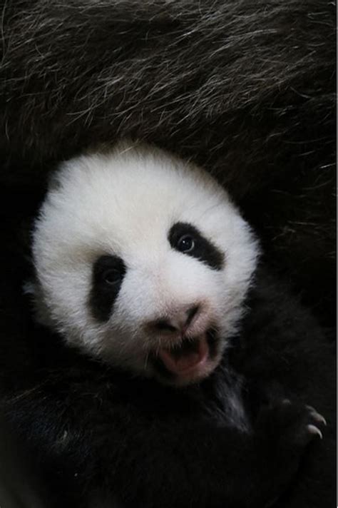Cubs Born At Toronto Zoo Starting To Look Like Pandas Toronto Sun