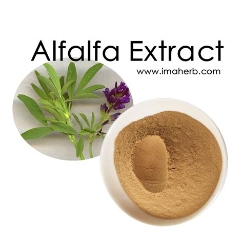 Alfalfa a unique complete food was once known in ancient arab civilisations as the father of all foods. Manufacture Supply Pure Natural Alfalfa Extract Powder ...