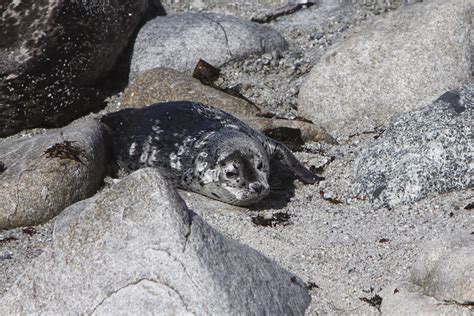Baby Harbor Seal On The Monterey Bay Coast This Baby Seal Flickr