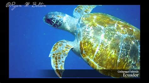Sea Turtle Eats Jellyfish In Galapagos Islands Hd Video Youtube