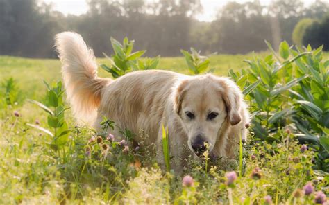Deze kleine maar mooie hond heeft slechts een lichaamslengte tussen de 30 a 38 cm en weegt tot 7 kg. Honden Wallpapers (honden foto's) | Mooie Leuke ...