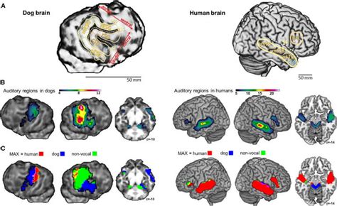 Dog Brain Iq Structure And Anatomy √ Dog Brain Size By Breed The